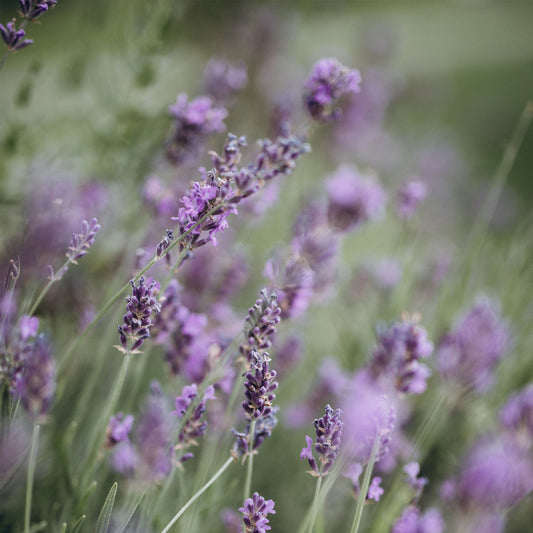 Óleo essencial lavanda benefícios