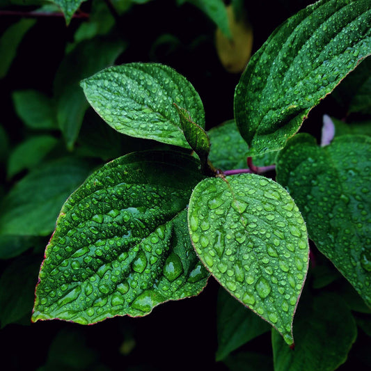 Benefícios do óleo essencial de menta