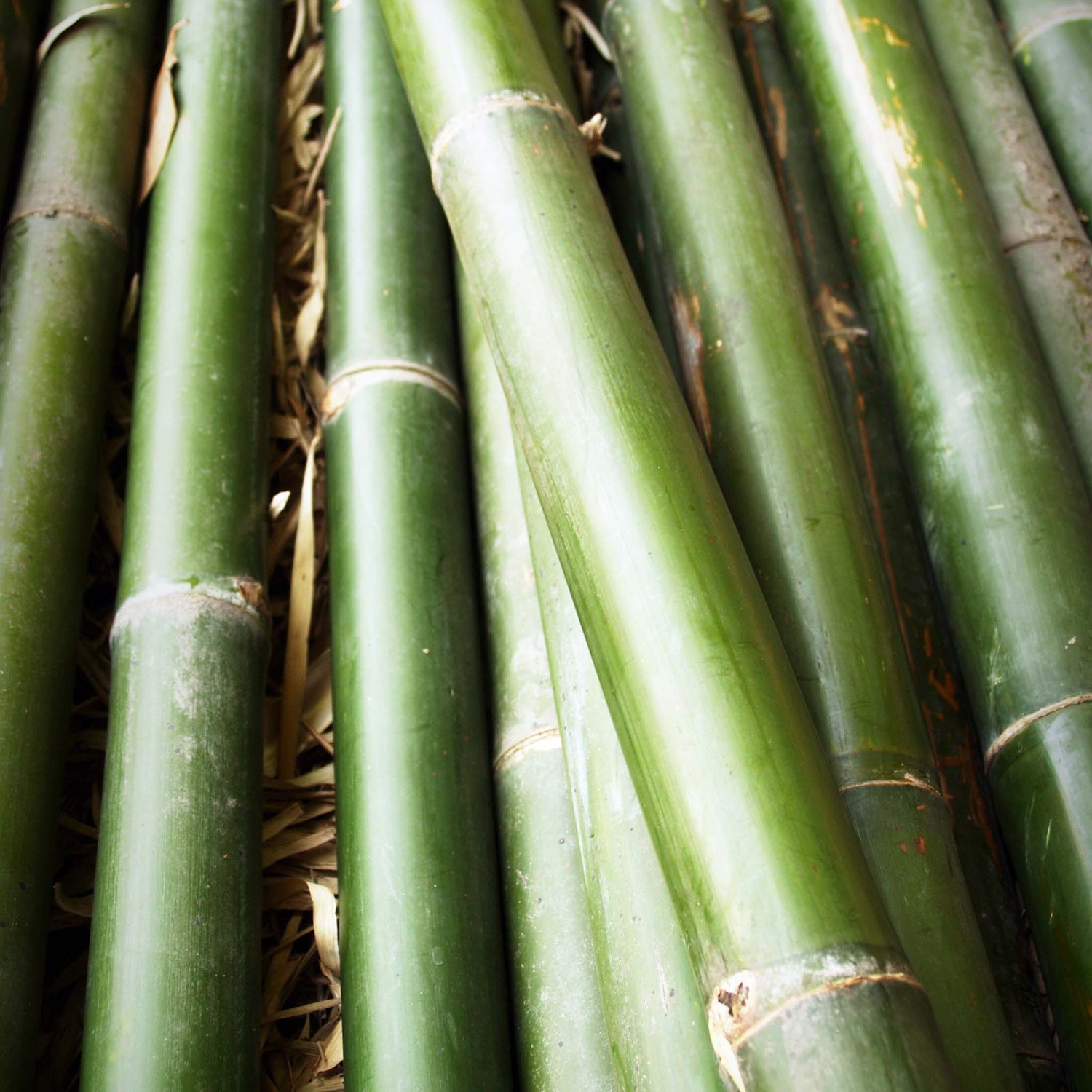Difusor de Ambiente Bamboo Forêt Difusor de Ambiente com Varetas