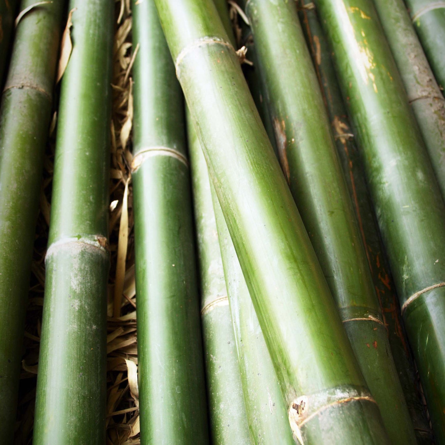 Sabonete Líquido Bamboo Forêt Sabonete Líquido